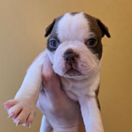 Tiger - Red male Boston Terrier puppy in Omaha, Illinois from Puppi Guppies