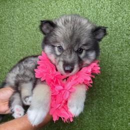 Onion - Agouti and white female Siberian Husky puppy in Folsom, Louisiana from Geaux Fluffy