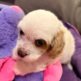 Estella - Blenheim female Cavapoo puppy in Hickory, North Carolina from Homegrown Spaniels