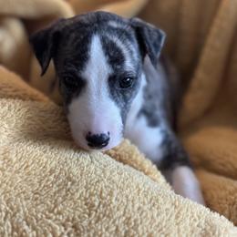 Whippet Puppies from Rachel McCubbin