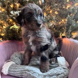 Orange - Merle male Bernedoodle puppy in Toledo, Ohio from Avery Doodle Day LLC