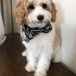 Cavalier King Charles Spaniel and Cavapoo Puppies from VITPOM PUPPIES