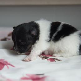 Cinnamon - Black White and Brown - Tri-colored female Pomeranian puppy in Saint Ignatius, Montana from Pomeranians Montana