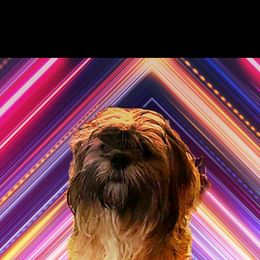 Snuggles - Lhasa Apso