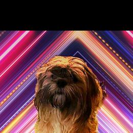 Snuggles - Lhasa Apso