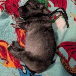 Black collar - Gray cream and black male Keeshond puppy in Tumwater, Washington from Merrythought Keeshonden