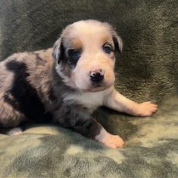 Rhett - Blue merle male Australian Shepherd puppy in Mckenzie, Tennessee from Whispering Iris Aussies