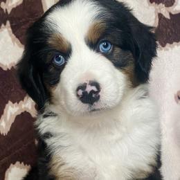 Miniature Australian Shepherds from JSK Aussie