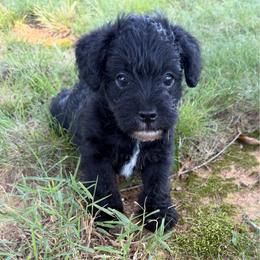 Tot - Black male Schnoodle puppy in Polkton, North Carolina from Gaga's Doodles