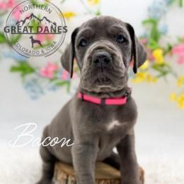 Bacon - Blue female Great Dane puppy in Sac City, Iowa from Northern Great Danes of Colorado & Iowa