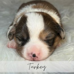 Turkey - Brindle merle and white male American Corgi puppy in Greenwood, Indiana from Witch Creek Corgis