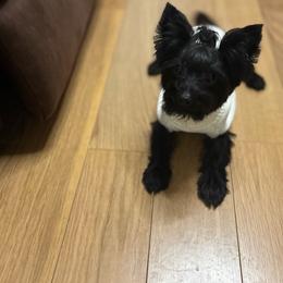 Chloe - Black and tan female Yorkshire Terrier puppy in Aurora, Illinois from YorkieLux