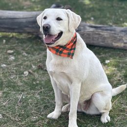 Bella - Labrador Retriever