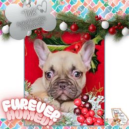 Boy 1 - Tink - Fawn male French Bulldog puppy in Elberton, Georgia from Ioney's Southern Paws Shelties, Frenchies, and Yorkies