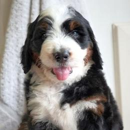 Drift - Tri-color male Bernedoodle puppy in Folsom, Louisiana from DoodlesFarmCo