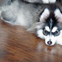 Pomsky, Shetland Sheepdog, and Toy Shetland Sheepdog Puppies from Mountain High Kennels