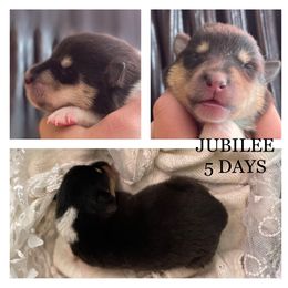 Girl 3 - Collie puppy in Central, California from Collies Of Orion Hill