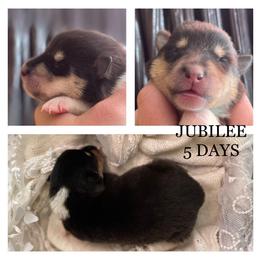 Girl 3 - Collie puppy in Central, California from Collies Of Orion Hill