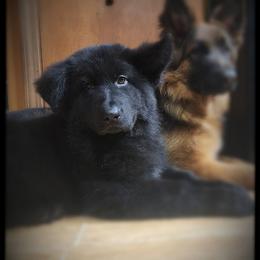 Tony - Black male German Shepherd puppy in Fort Jennings, Ohio from Von Holtzapple German shepherds