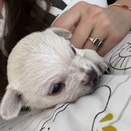 Chihuahua Puppies from Little Family Paws