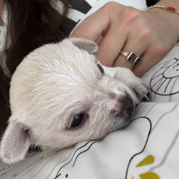 Chihuahua Puppies from Little Family Paws