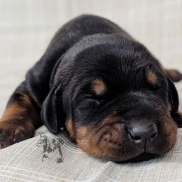 Black Female Black Collar - Black and rust female Doberman Pinscher puppy in Spencer, Indiana from Jackson's Dobermans