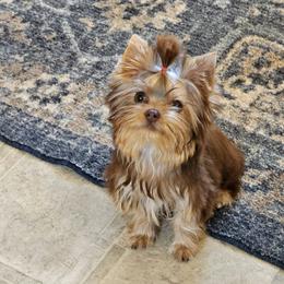 Tootsie - Chocolate and tan female Yorkshire Terrier puppy in Jamestown, Tennessee from Royal  Furbabies