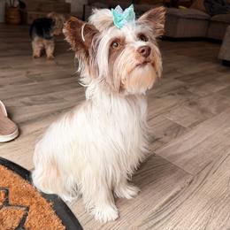 Freya - Yorkshire Terrier