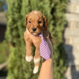 Goldendoodle Puppies from At The Cross Kennel