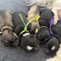 Havanese puppies from PNW Havanese
