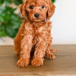 Aussiedoodle, Bernedoodle, Cavapoo, Goldendoodle, Irish Doodle, and Poodle Puppies from Sun Valley Goldendoodles