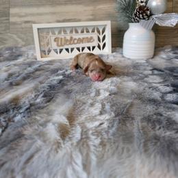 Dancer - Dapple male Dachshund puppy in Indianapolis, Indiana from Homegrown Hoosier Kennels