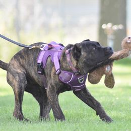 Cane Corso from Firebrand Cane Corso