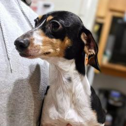 Teaspoon - Dachshund