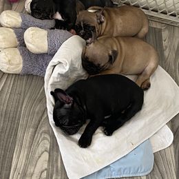 French Bulldog Puppies from TC’s French Bulldogs