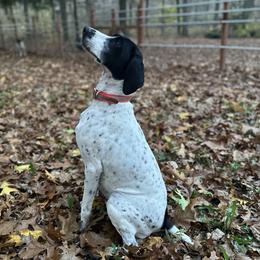 Boeing - German Shorthaired Pointer