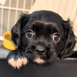 Cash - Black and white male Cavalier King Charles Spaniel puppy in Stilwell, Oklahoma from Love Bug Cavaliers