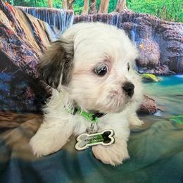 Snowball - White male Maltipoo puppy in Chariton, Iowa from Mia Lucky Home