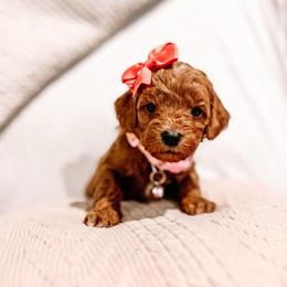 F1B Toy Goldendoodle Daisy - Red  female Goldendoodle puppy in Redding, California from Casa Delarosa Poodles & Doodles Collective