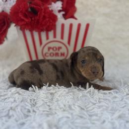 Bella - Dapple female Dachshund puppy in Colbert, Oklahoma from Brooke Crenshaw