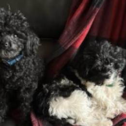 Poodles from Little Paws Poodles