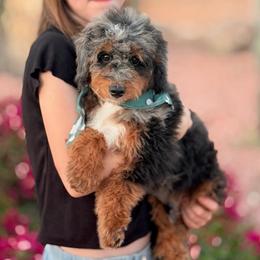 Yuma - Blue merle male Bernedoodle puppy in Wickenburg, Arizona from Houskerville Doodles