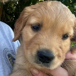 Mr Brown - Dark golden male Golden Retriever puppy in Stratton, Colorado from Anam Cara Retrievers