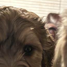 Bernedoodle Puppies from Nana’s Doodles