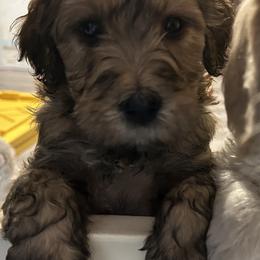 Bernedoodle Puppies from Nana’s Doodles