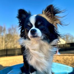 Raven - Chihuahua