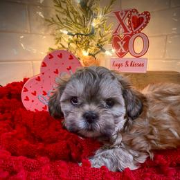 Charlie - Gold male Shih Tzu puppy in Lexington, North Carolina from SCS Shih Tzus