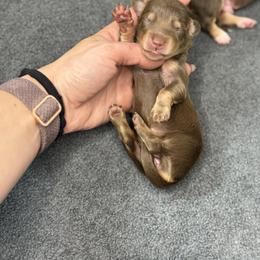 Vivi - Chocolate and tan female Dachshund puppy in Oklahoma City, Oklahoma from Barrett’s Doxie Farm