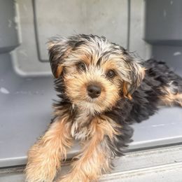 Toyko - Parti male Yorkshire Terrier puppy in Riverview, Florida from Luna's Treasures