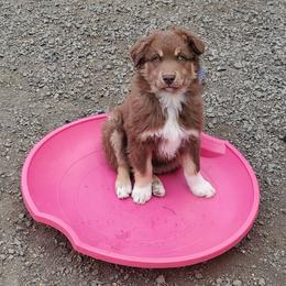 Basil - Red tri-color male Australian Shepherd puppy in Cottage Grove, Oregon from Farmstead Aussies